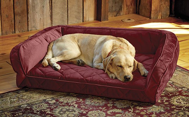 Why Can't My Dog Get Comfortable Lying Down? - Orvis News