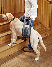 orvis pet stairs